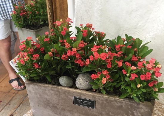 Fotos-de-corona-de-Cristo-e1552341916333