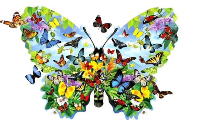 Mariposas-exóticas_opt