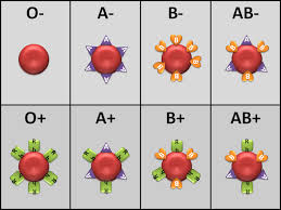 Sangre universal 0 positivo para todos-Maravillas de la Ciencia Malena Lede
