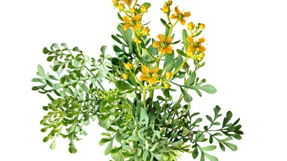 te-de-ruda-beneficios-y-propiedades-puede-causar-aborto