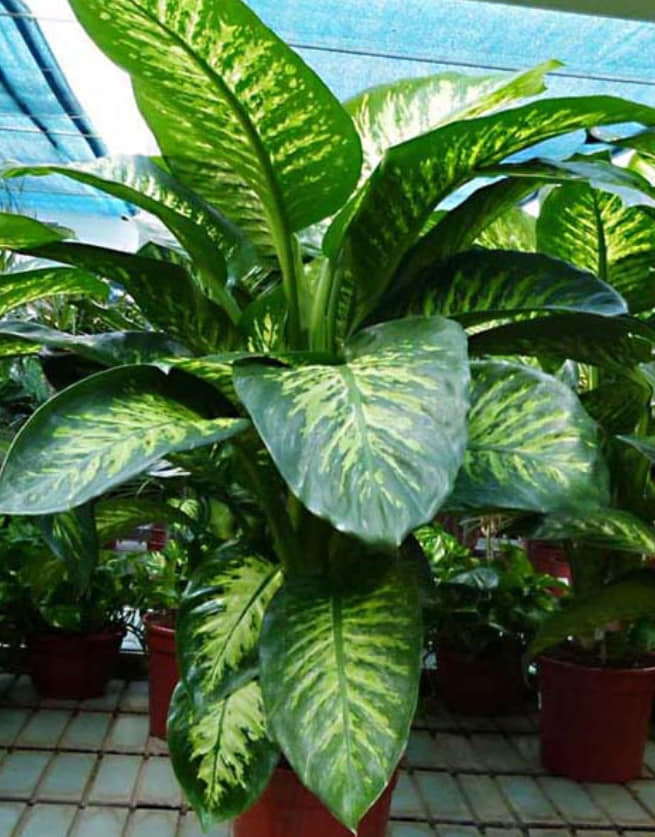 106926920_608484643382131_6328634937749292726_n