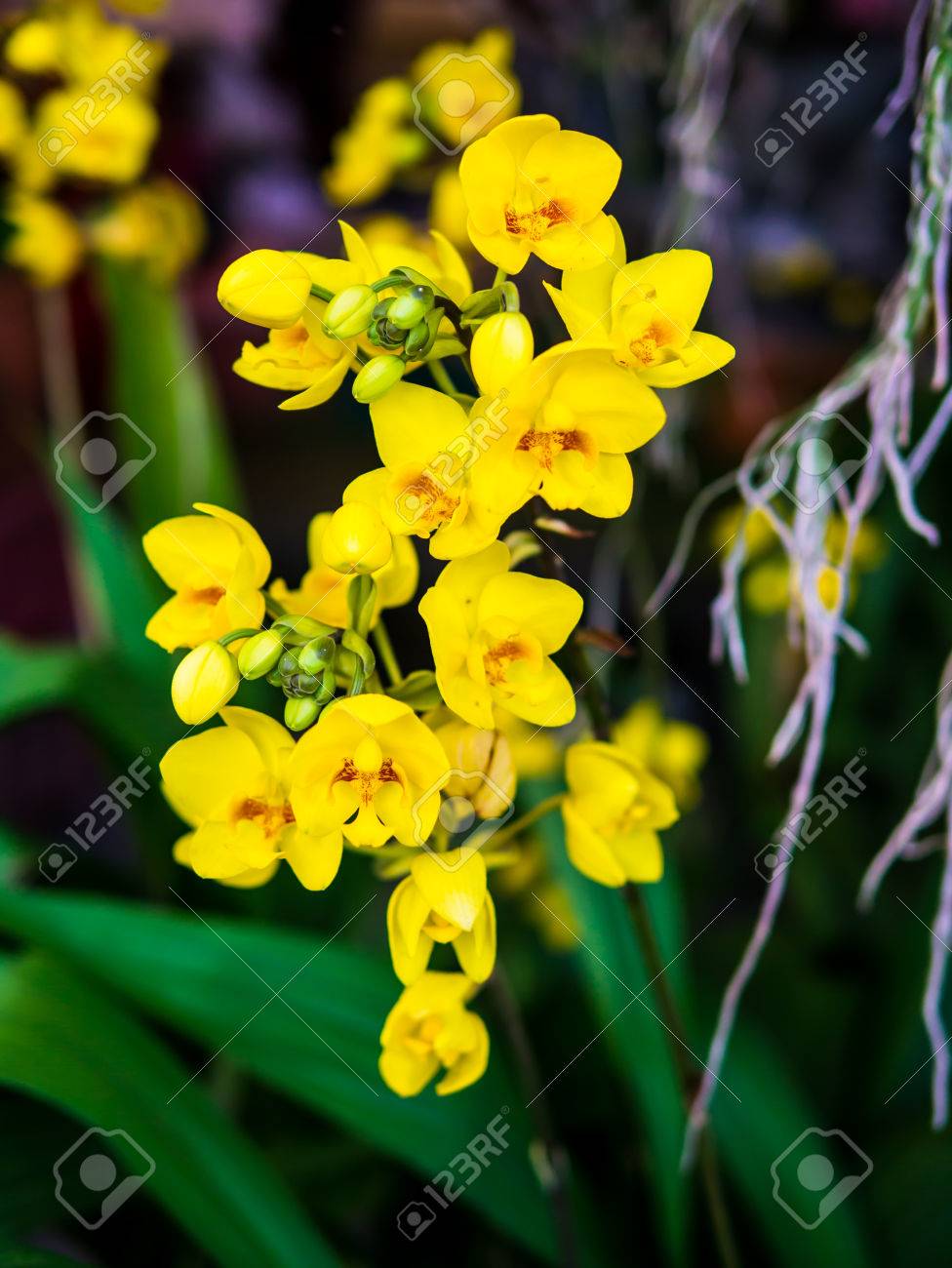 Soft focus yellow ground orchids. Orchid is queen of flowers. Or