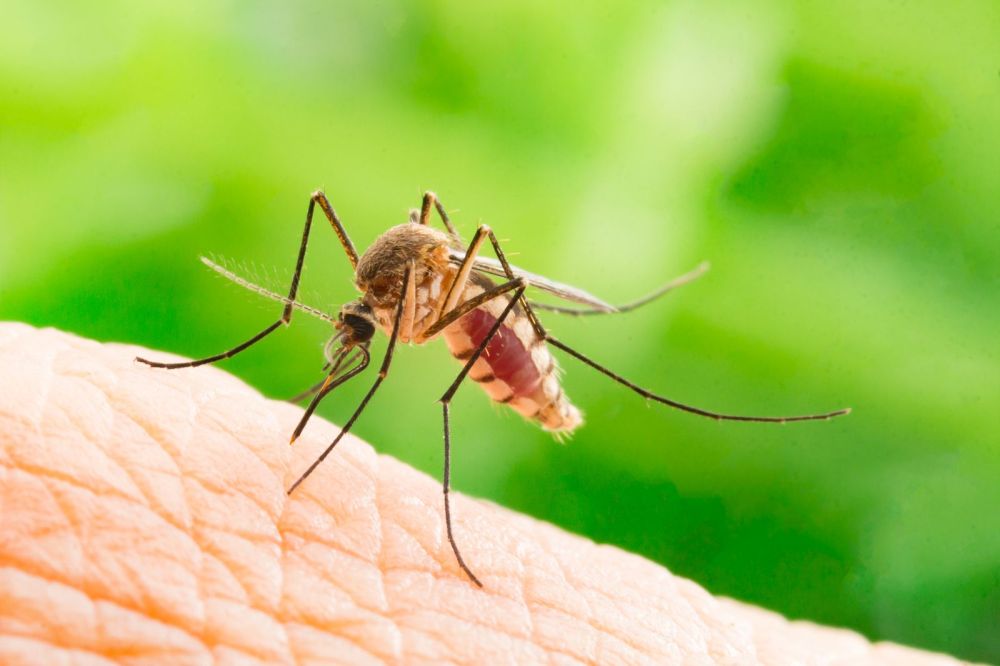 bigstock-aedes-aegypti-mosquito-close-234805816