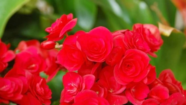 como-cuidar-una-begonia-1-655x368