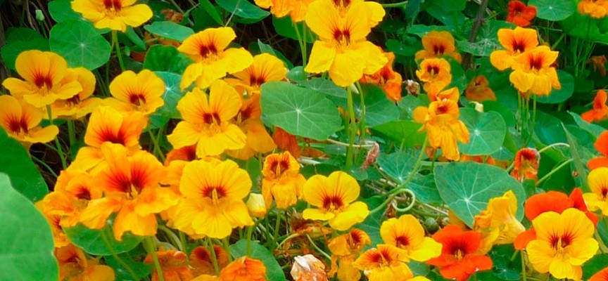 864_beneficios-de-la-capuchina_3532