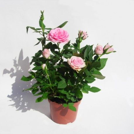 b89fb37b974ffdb1a55605162d14c598