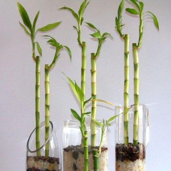 img_como_cuidar_un_bambu_23788_600_square