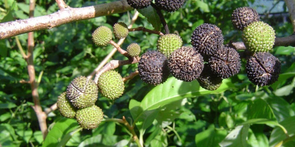 propiedades-beneficios-y-usos-medicinales-del-guásimo